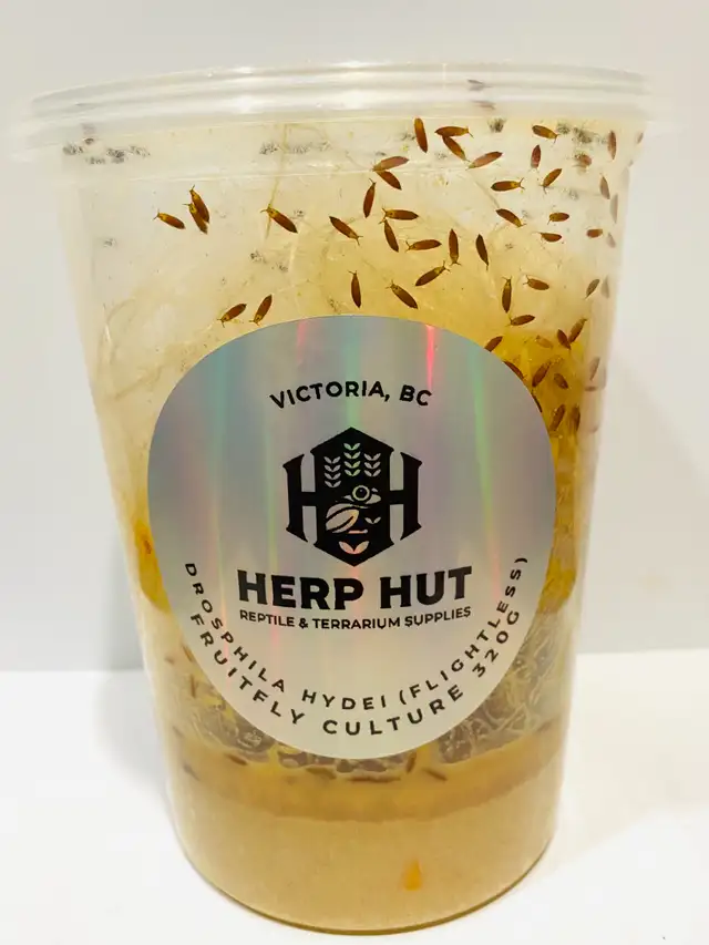 Fruit fly cultures/feeders in Reptiles & Amphibians for Rehoming in Victoria - Image 5