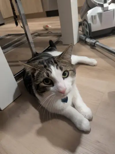 Allo je doit me départir de mon chat il est super affectueux et il a besoin d'une famille affectueus...