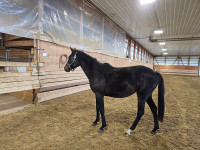 Warmblood horse sale. 