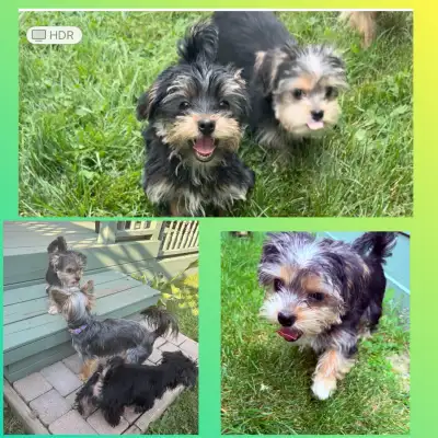 Yorkies 2 Boys! (*2nd Needle & Vet Check Included), View more