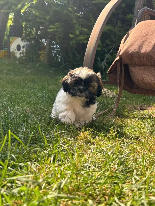 Shih Tzu puppies in Dogs & Puppies for Rehoming in Markham / York Region - Image 5