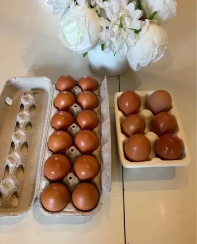 Oeufs de poules joueuses et en libertés. Keto/Bio :Nourris de protéines végétales seulement. Rapport...