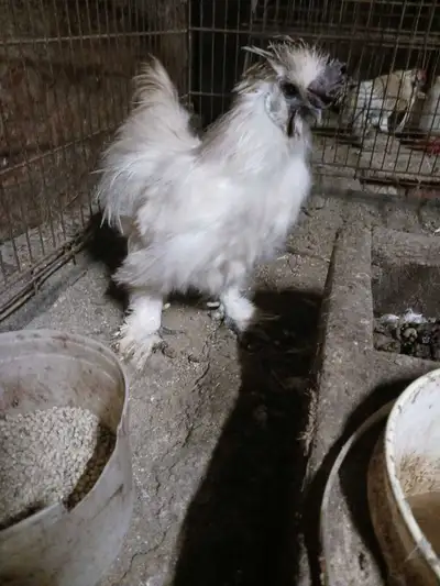 silkie rooster, View more