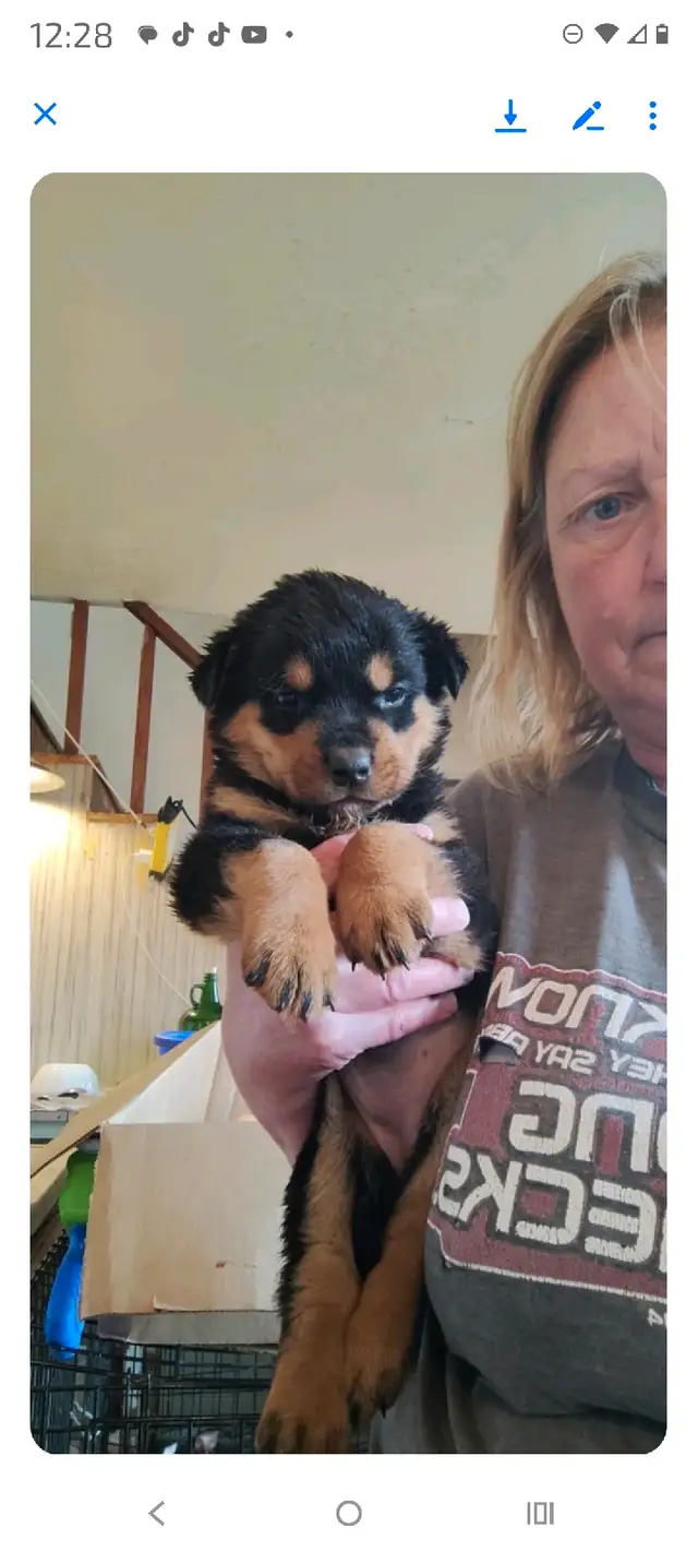 ROTTWEILER PUPPIES!!! in Dogs & Puppies for Rehoming in Edmonton - Image 6