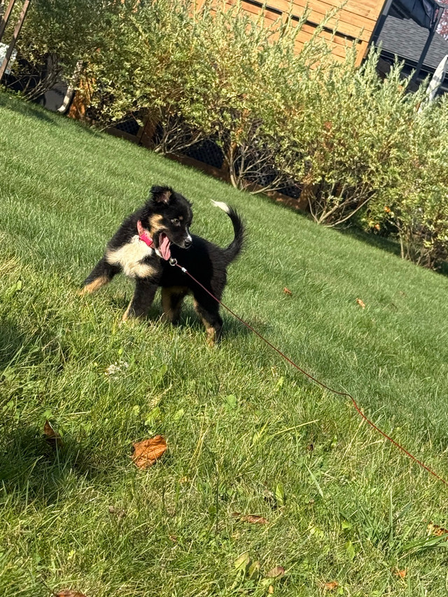 La portée étoilée dans Chiens et chiots à adopter  à Granby - Image 2