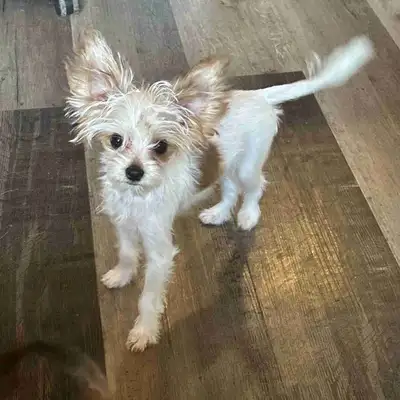 5 month old yorkie puppy good with kids and other animals. very playful, pee pad trained, he has his...