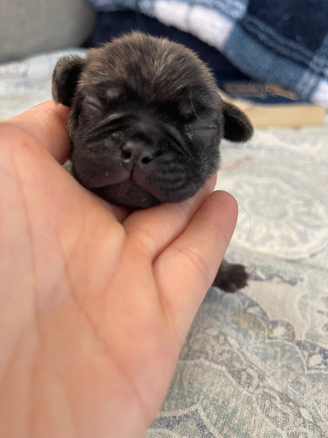 Purebred Pug Puppies in Dogs & Puppies for Rehoming in Calgary - Image 4