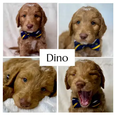 Text or calls preferrred 780-268-4533 , I can share photos and videos of each pup with you , located...