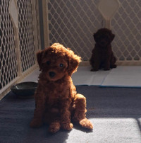 Red Maltipoo Babies