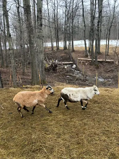Twin rams born June 14th, 2025. Painted desert sheep x blackbelly. Ewe & Ram parents posted in last...
