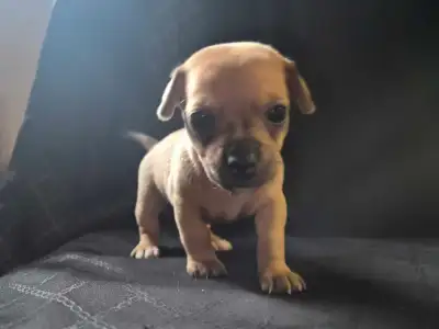Purebred Chihuahua Puppies Short & Long Coat Ready to Go, View more