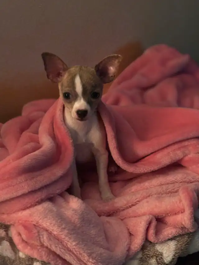 Small Dog Sitting/Daycare/Over Night in Dogs & Puppies for Rehoming in St. Catharines - Image 5