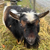  Purebred Norwegian dwarf goats  