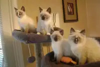 Ragdoll/Himalayan blue eye kittens