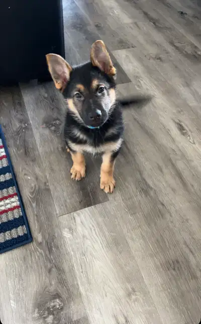 German Shepard Puppy, View more