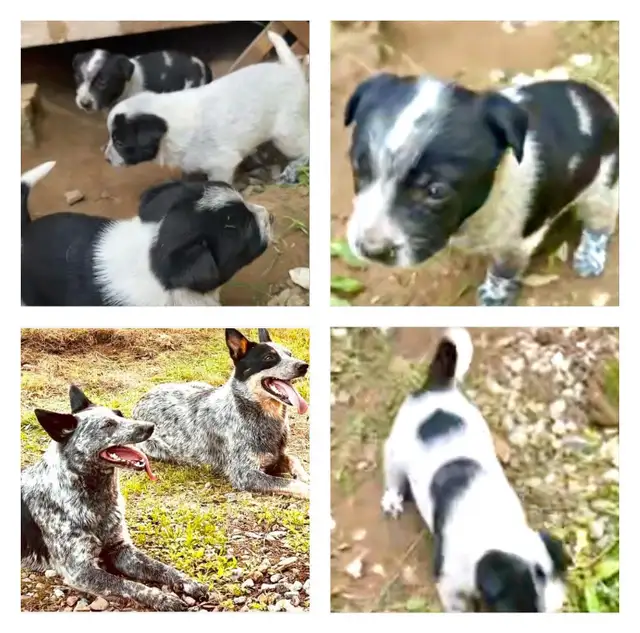 blue heeler puppies in Dogs & Puppies for Rehoming in Gatineau - Image 7