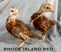 Barred rock & Rhode Island Red pullet (female) chicks guaranteed