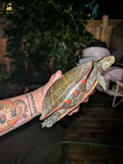 painted turtle with tank , View more