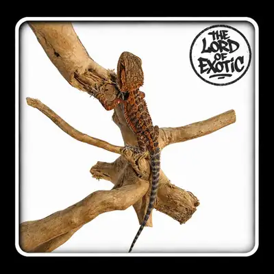 Bébé dragon barbu Red Orange Tiger (WA-FL-0012), View more