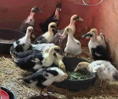 Pure Ancona Ducklings ready to go. Hatched on May 20 Ready to come off heat. Ancona ducks are good l...