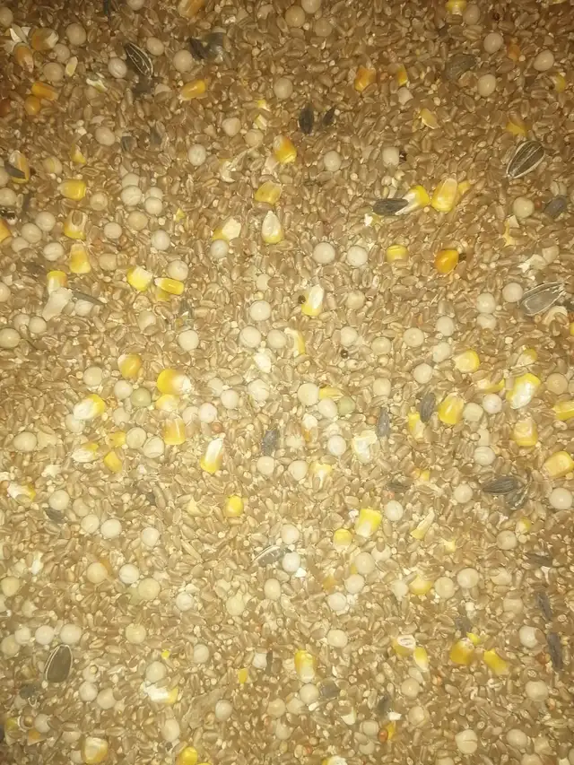 Mix Feed , Wheat & Peas in Animal & Pet Services in Edmonton - Image 2