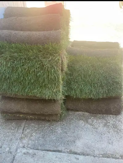 Grass and lawn maintenance 