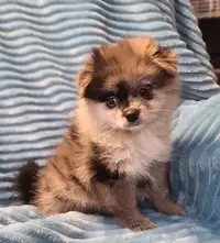 Rare Blue Merle Purebred Pomeranian Puppy - free delivery