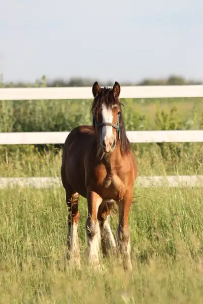 Small Yearling Gypsy Colt , View more