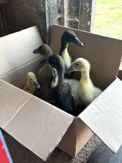 Duckings , View more