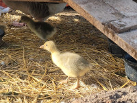 Pilgrim Goose Goslings Cranbrook British Columbia Preview
