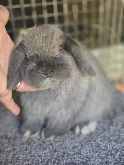 Holland Lop Doe - South River ON , View more