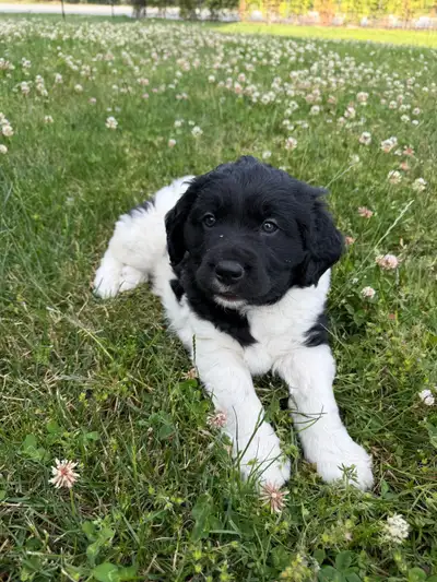 Male Stabyhoun Puppy, View more