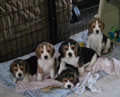 CKC Registered Purebred Beagles, View more