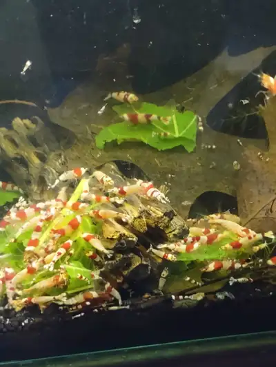 Red Crystal Shrimps , View more