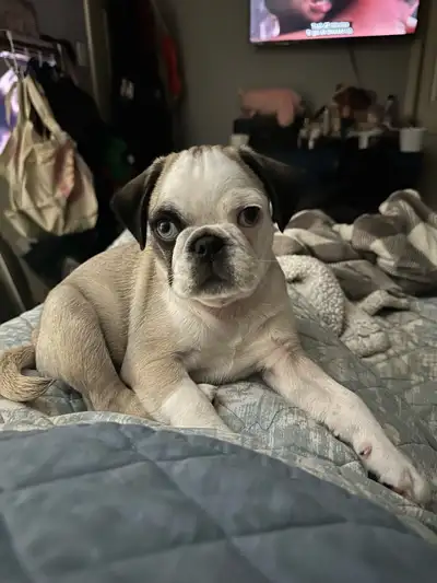 Panda Pug For Rehoming, View more
