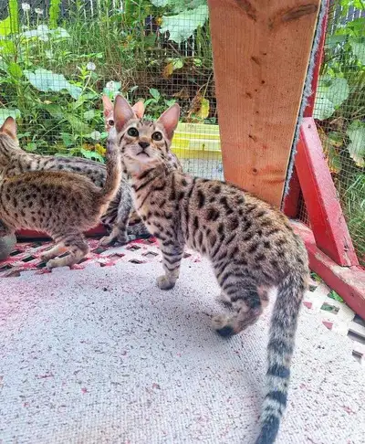 Chatons Savannahs F4, View more