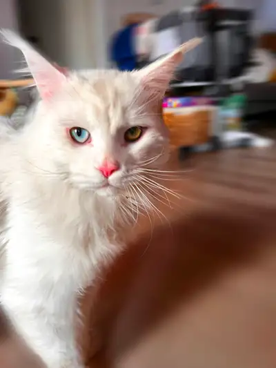 Chatons Maine Coon pure race à vendre, View more