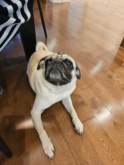 Pug mâle 2ans, View more
