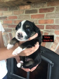 Mini Australian Shepherd puppies