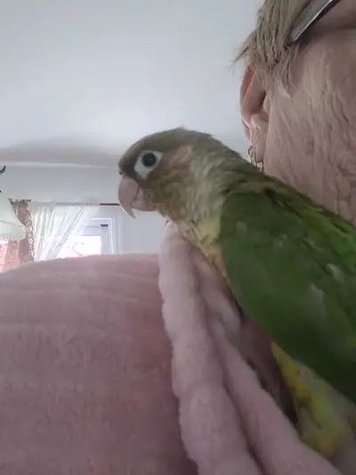 Bébé Conures mutation ananas et deux yellowside ce tous des feme, View more