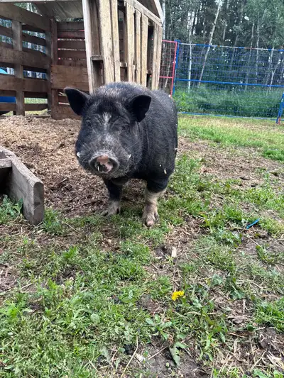 Miniature Potbelly Pig for rehoming, View more