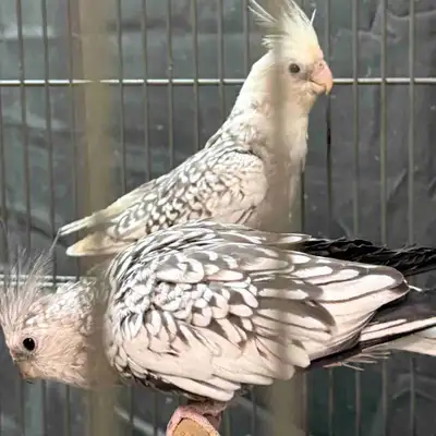 Whiteface cockatiel pair, View more