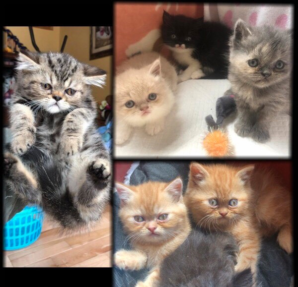 Rares Chatons Exotic Shorthair Persan poil court très affectueux in Cats & Kittens for Rehoming in Québec City