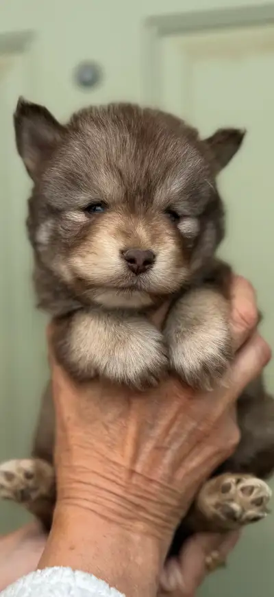 3 Males Remaining… Happy Meadows Little Paws Companions is so excited to share these little Pomskys....