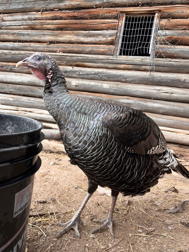 Ridley Bronze Turkey HATCHING EGGS in Livestock in Vanderhoof - Image 3
