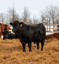 Purebred Yearling Gelbvieh Bulls For Sale