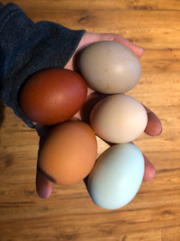 Hatching Eggs! - Barnyard Mix -