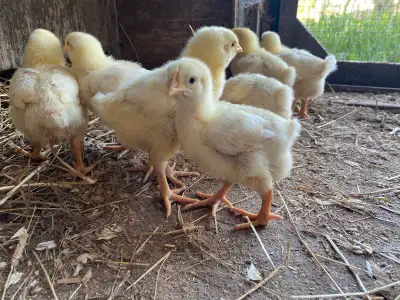 Meat King Chicks, View more
