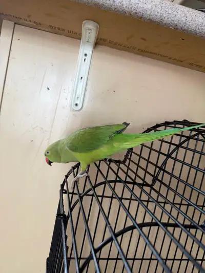 Indian ring neck parrot female for sale for $1,300. Dm for negotiations or more info