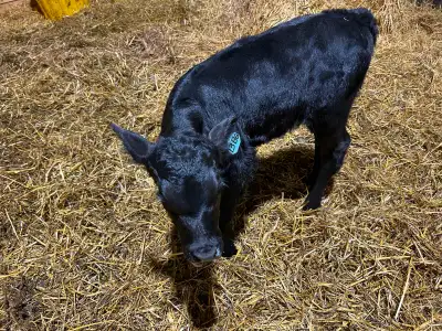 Orphan calf, View more